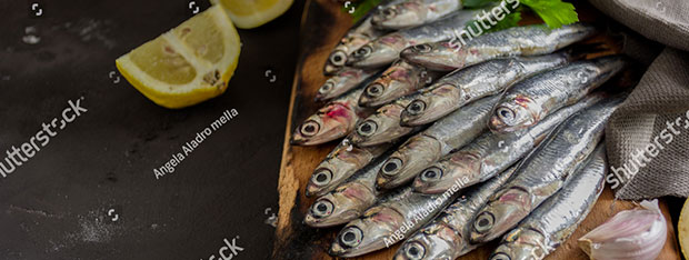 Anchovy oil Anchovy oil