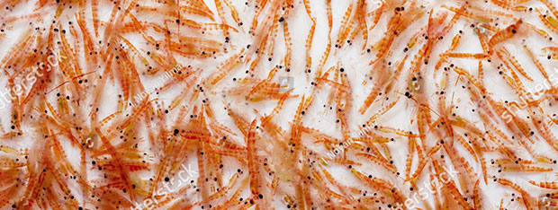 Sardine oil Sardine oil