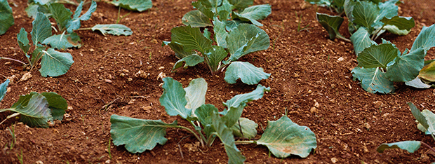 Vegetal proteins